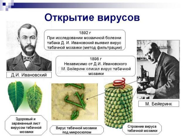 Вирусы открыли в. Строение вируса мозаичной болезни табака. Мозаичная болезнь табака Ивановский. Ивановский открытие вируса табачной мозаики. Ивановский д.и открытие возбудителя табачной мозаики.