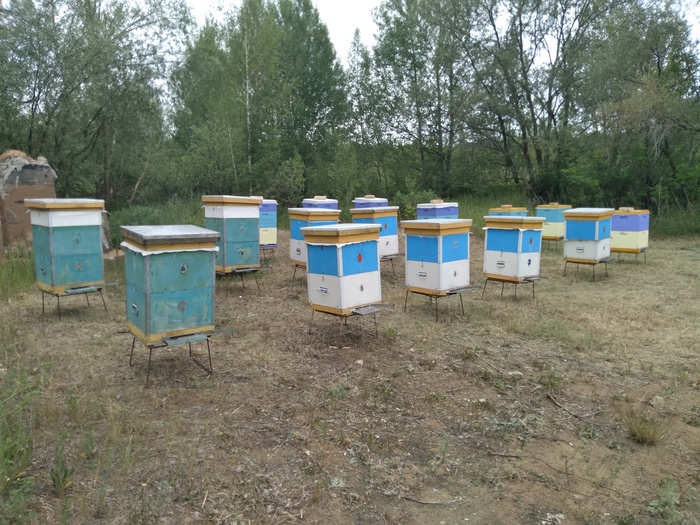 Пчелы, пасека