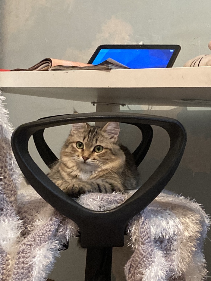 Вот вам моя котя для плюсиков! 7 лет как никак уже пикабушница!