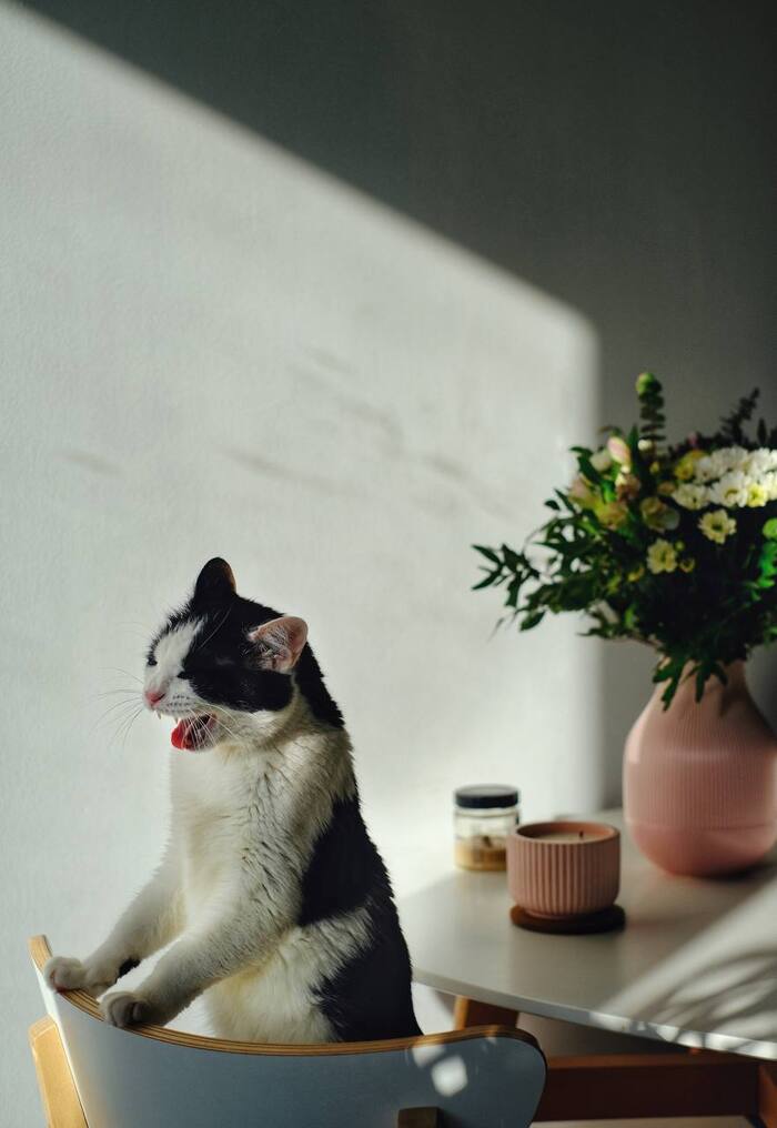 Кот требует плюсцов