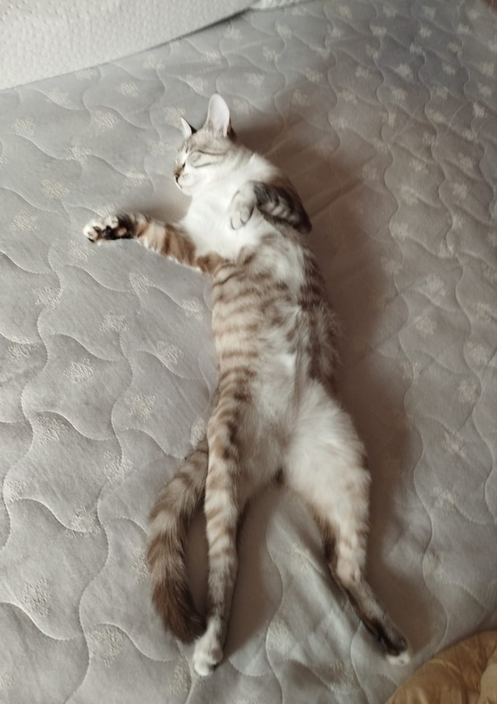 ����������� ����