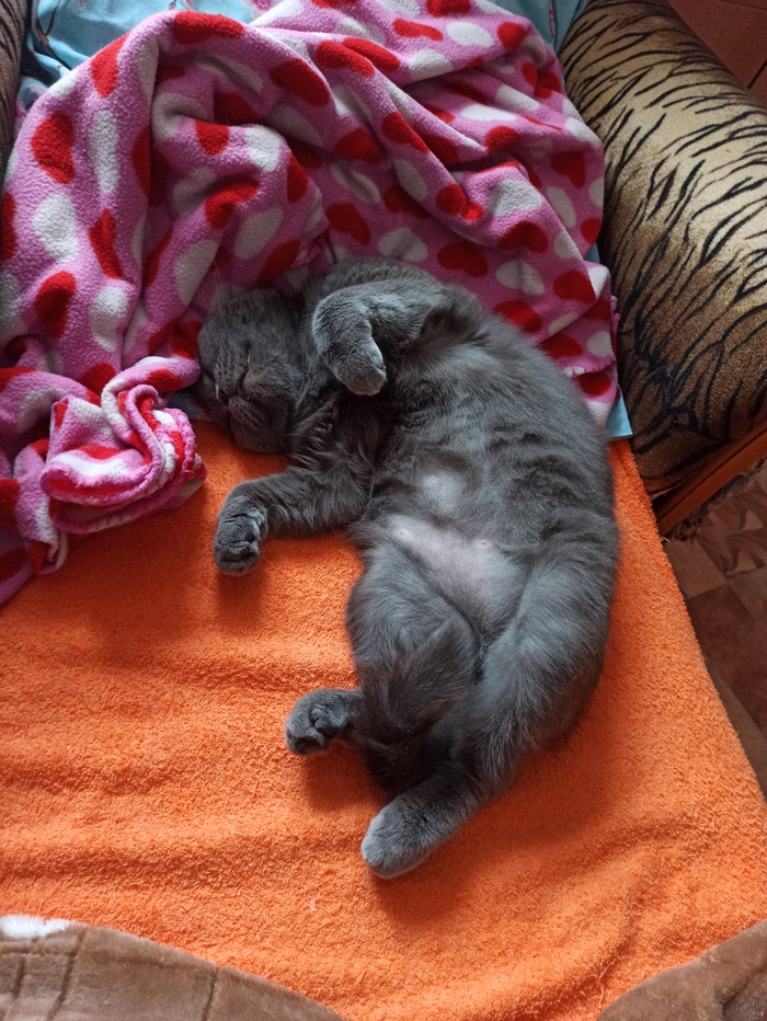 Степан и Мышка | Пикабу