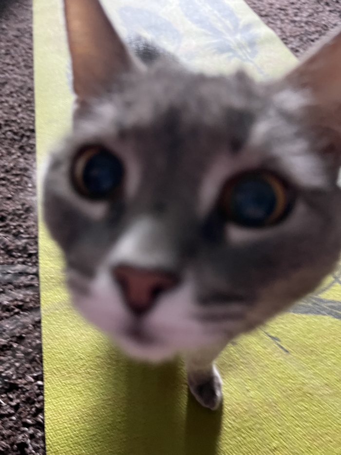 Этого котика сегодня утром стошнило