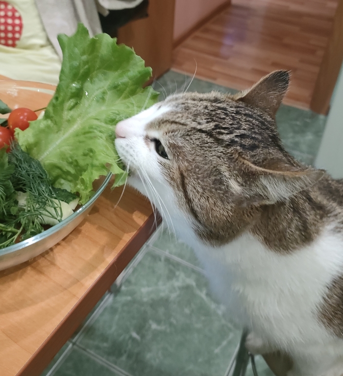 Сегодня я узнал что мой кот веган