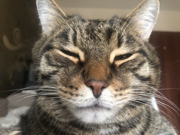 ������ ���