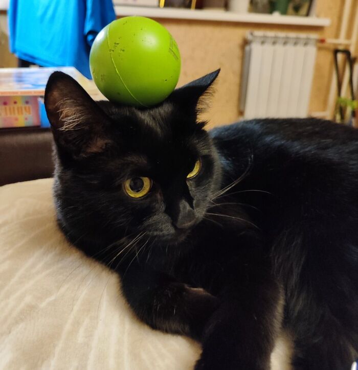 �������������� ����