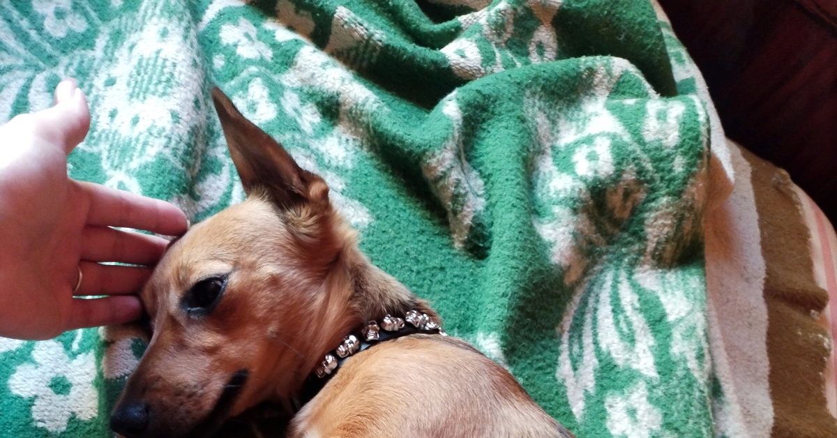 Тоска собаки | Пикабу