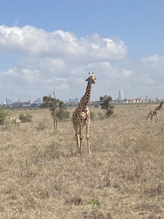 Жираф стоит и удивлённо смотрит