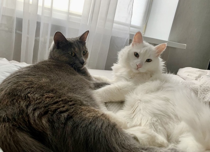 � �������� ������