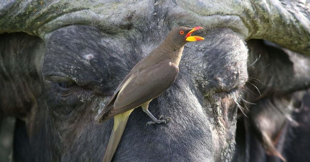 Ныряющие птицы. Бегунок птица. Животные австралии лирохвост. Птица египетский бегунок. Птица которая чистит.