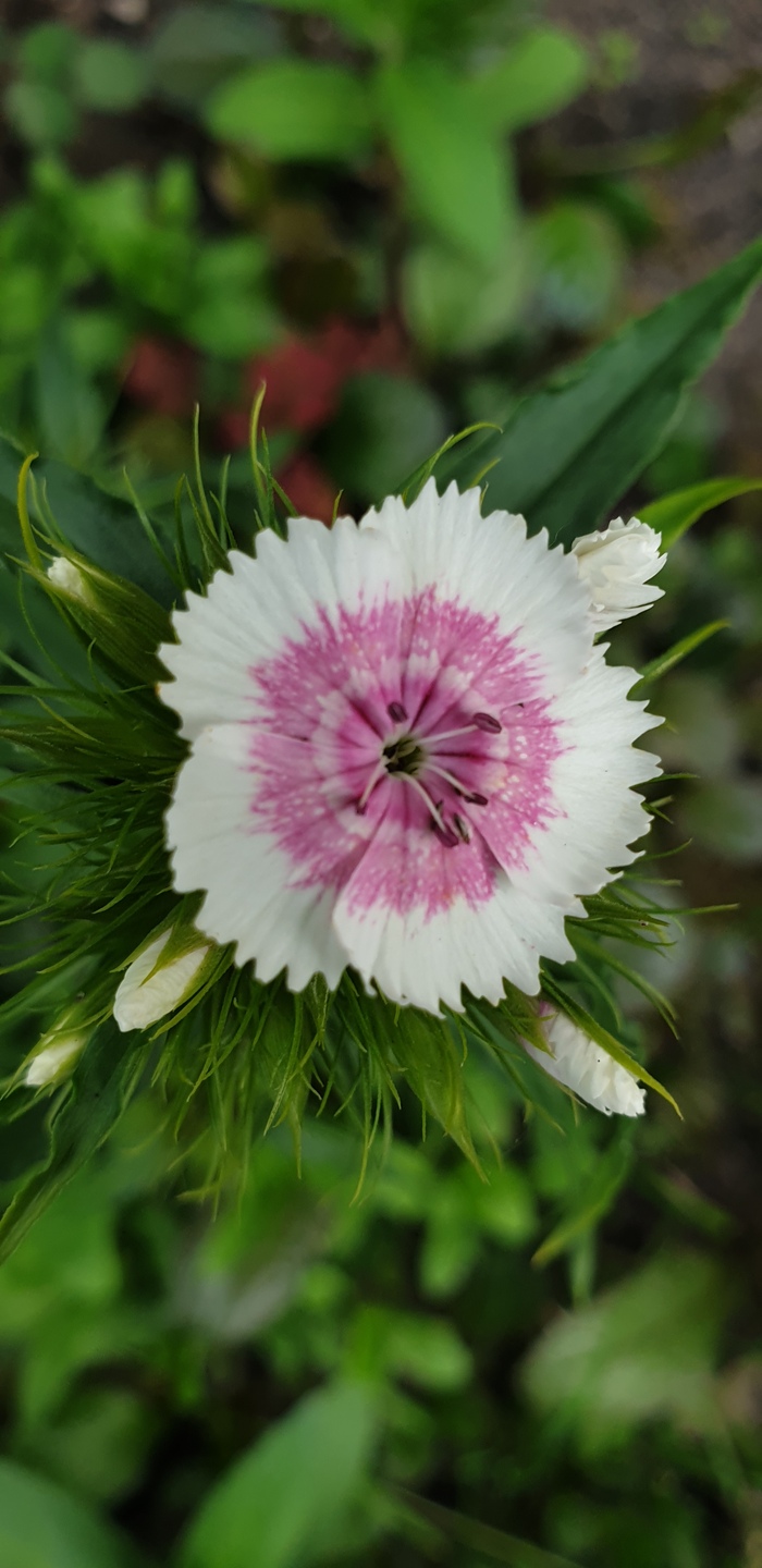 Гвоздика, маленькая