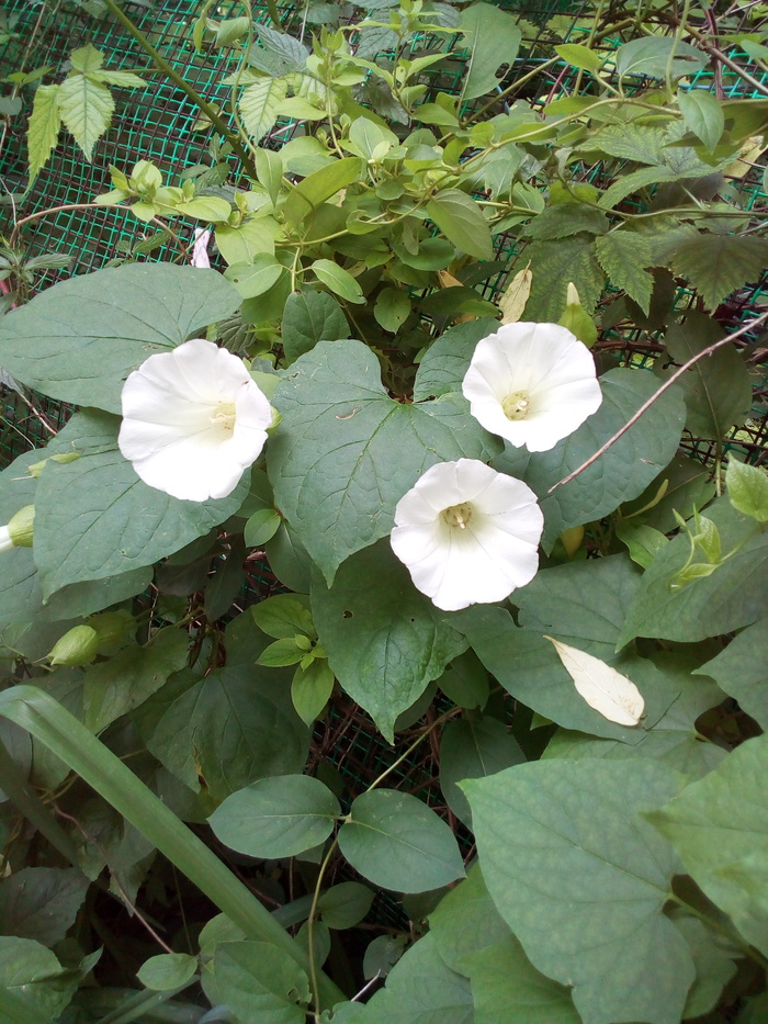 ����� �� ���� ��� ������ ��� ���... ���������� �����