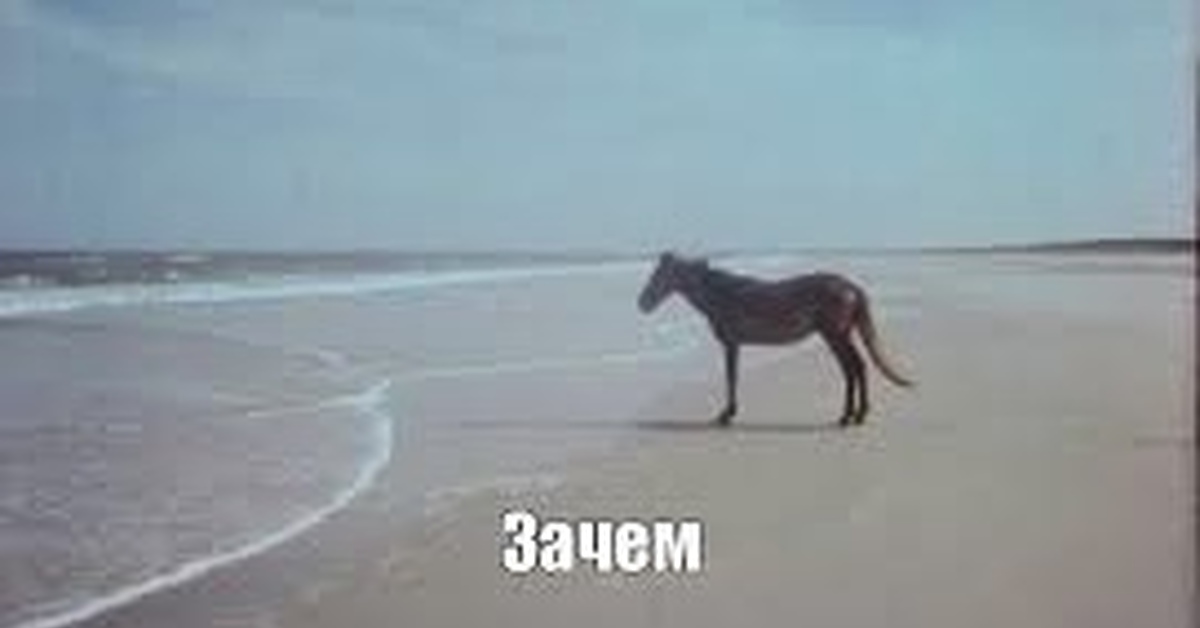 Корова у моря