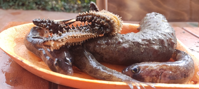 Рассказ, как я поймала всякую дичь)) Морской огурец, Рыбалка, Морская звезда, Мат, Длиннопост