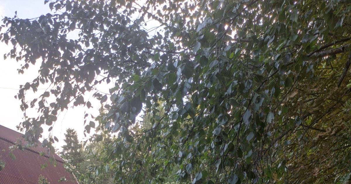 Волга: муки выбора цвета | Пикабу