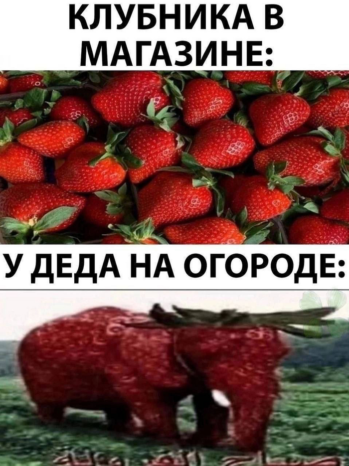 ����� ��������