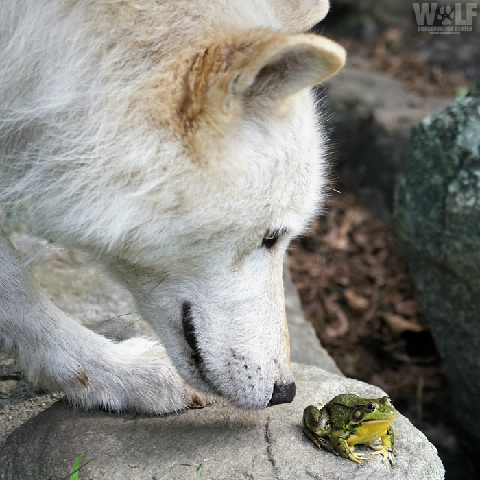 Ну, привет! Ква-ква-квак ауууууу ууууушка!