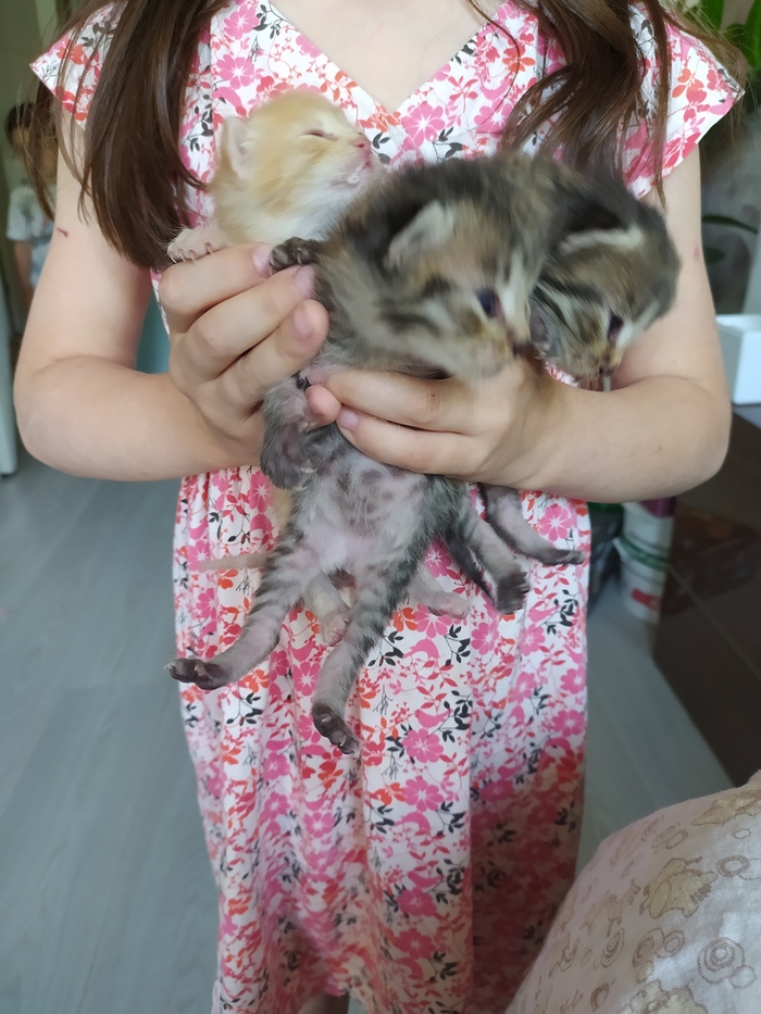 СРОЧНО! Котята ищут дом! Калужская область Волонтерство, Котята, Лига Добра, В добрые руки, Домашние животные, Длиннопост, Калужская область, Кот