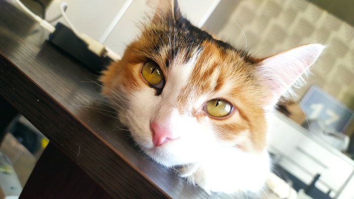 Как ОЗОН решил испортить кредитную историю