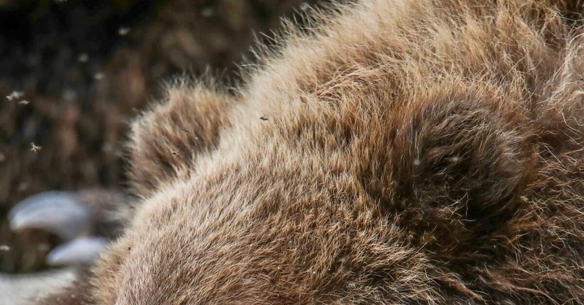 Какие сны снятся медведю? | Пикабу