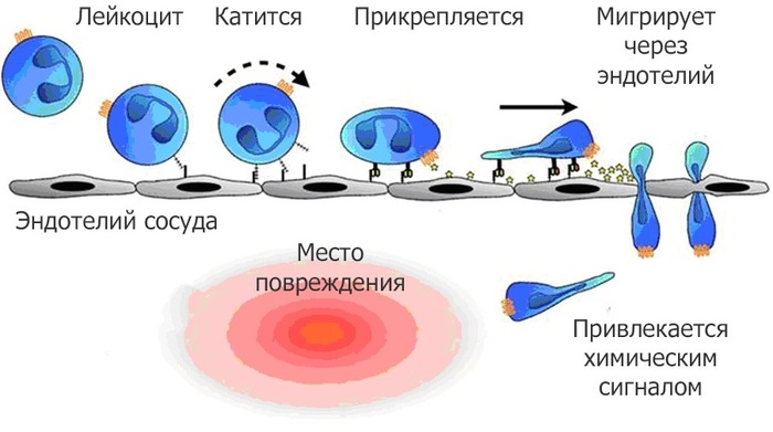 Миграция лейкоцитов к очагу воспаления