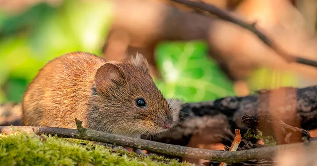 В Удмуртии с начала года мышиную лихорадку выявили у 75 жителей | Пикабу