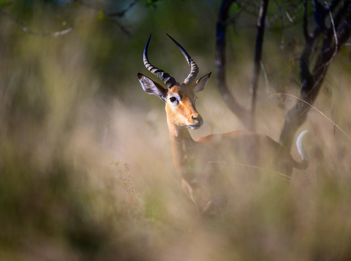 Антилопа Импала