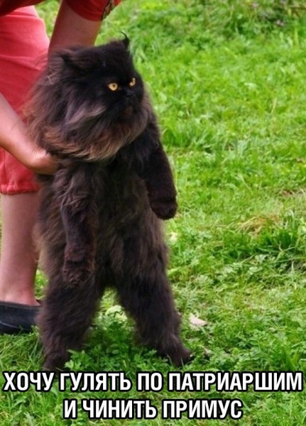 Кот Б | Пикабу