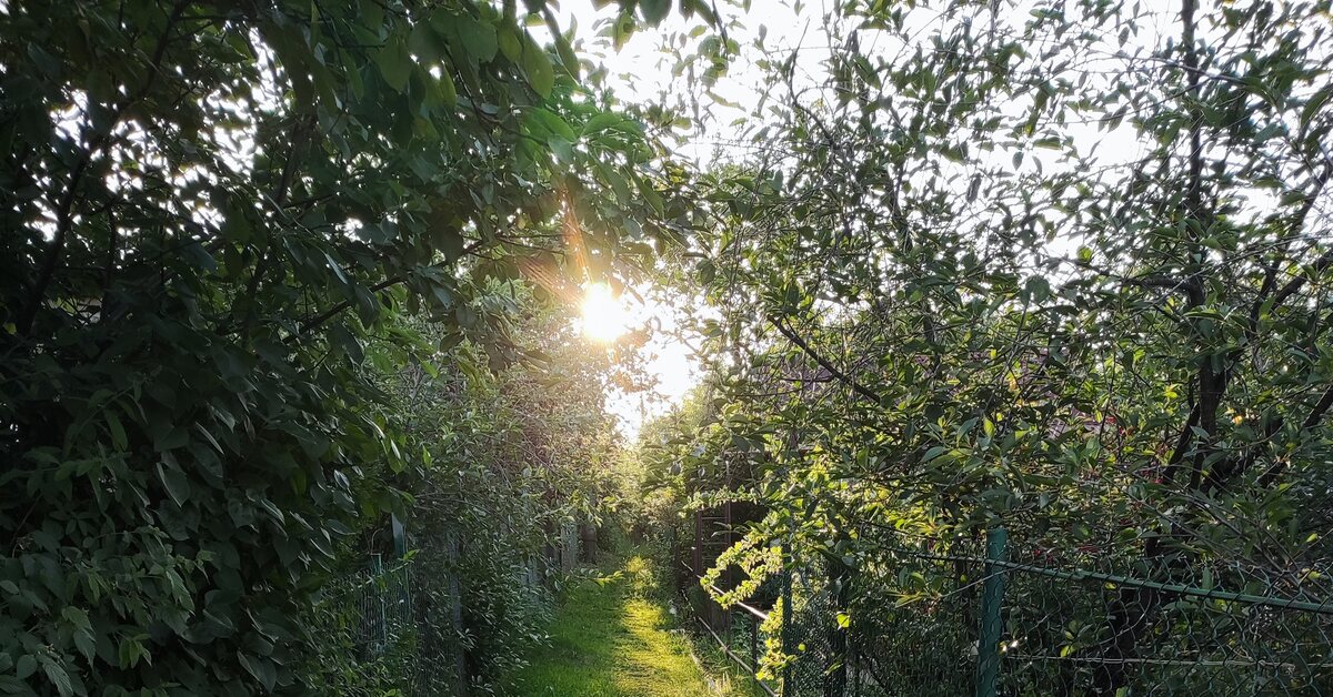 Дорога в сад | Пикабу