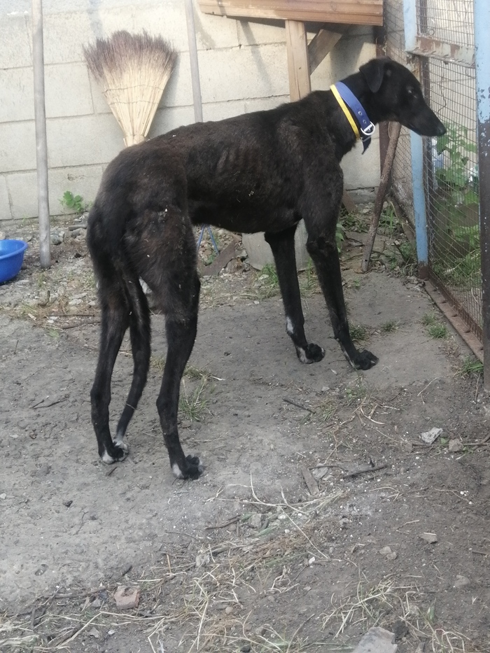 Порода? | Пикабу