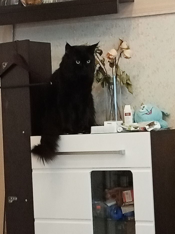 Мой мен-кун приболел, или...история с хорошим окончанием) | Пикабу