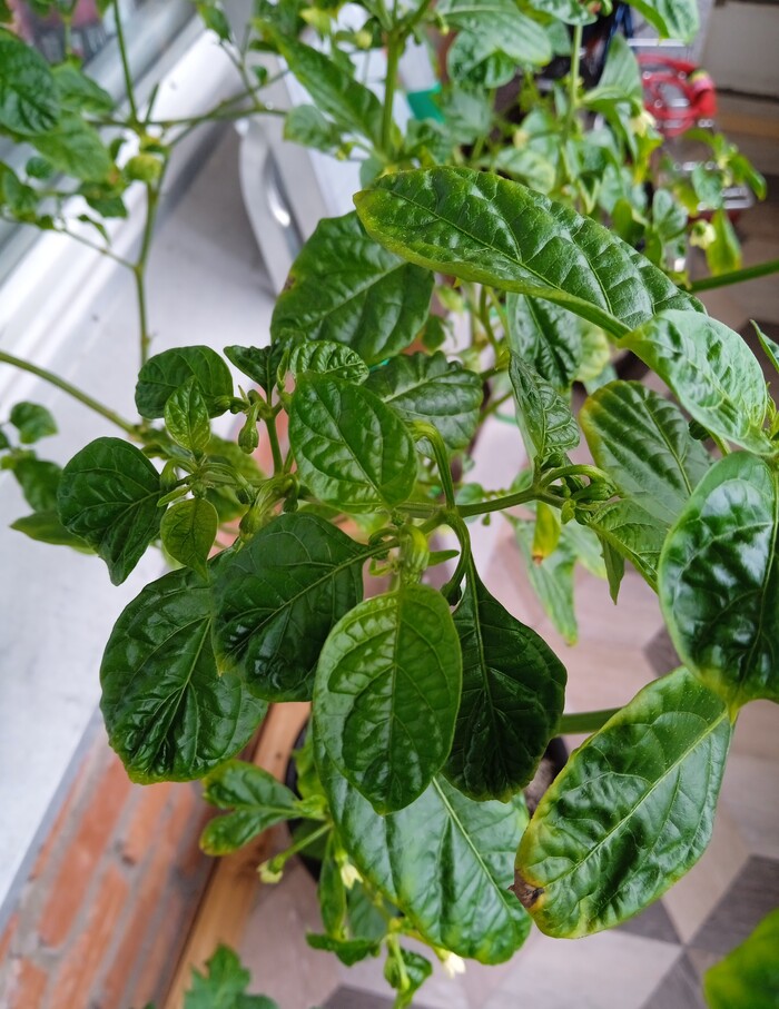 Нет пыльцы у 7 pot