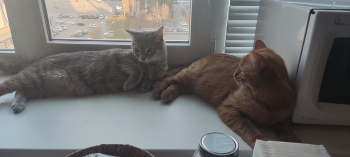 �������� �������� �� �����������