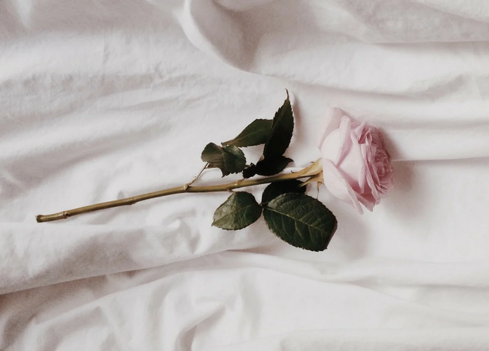 Рассказ "Роза" 2023 г