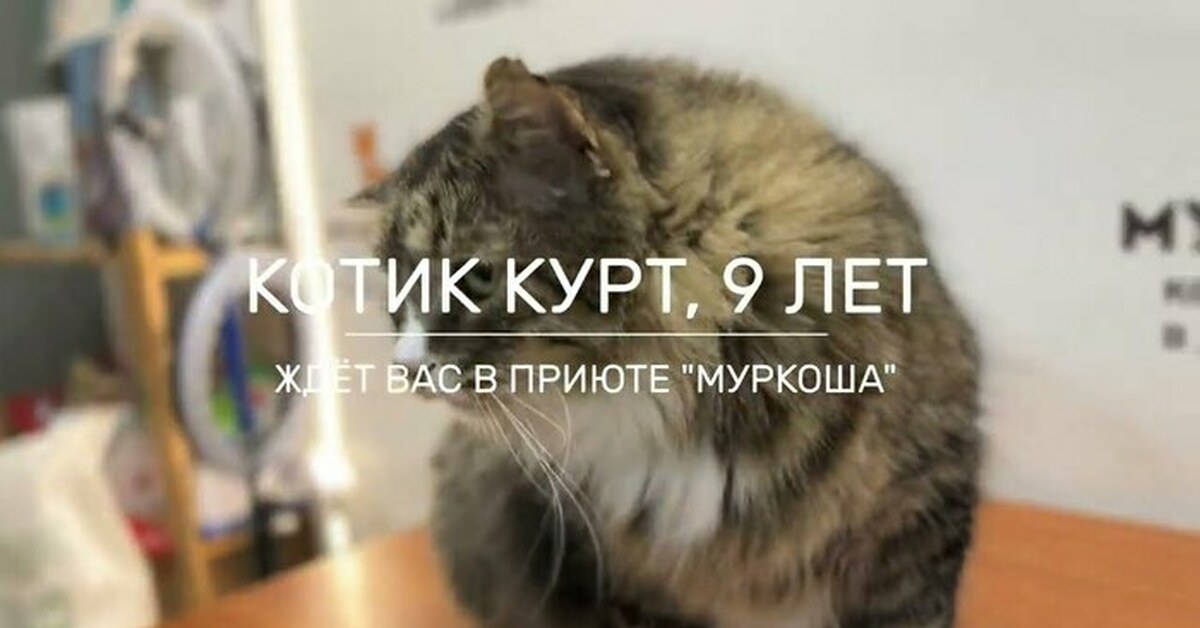 Курт кобейн с котом. Курт кобейн с дочкой. Курт кобейн с кошкой. Люблю курта кобейна. Кот курт.