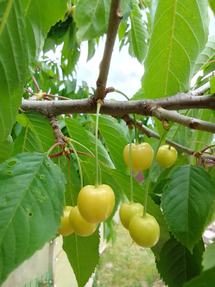 Летнее, огородное | Пикабу