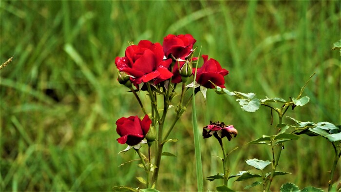 Розовый куст | Пикабу