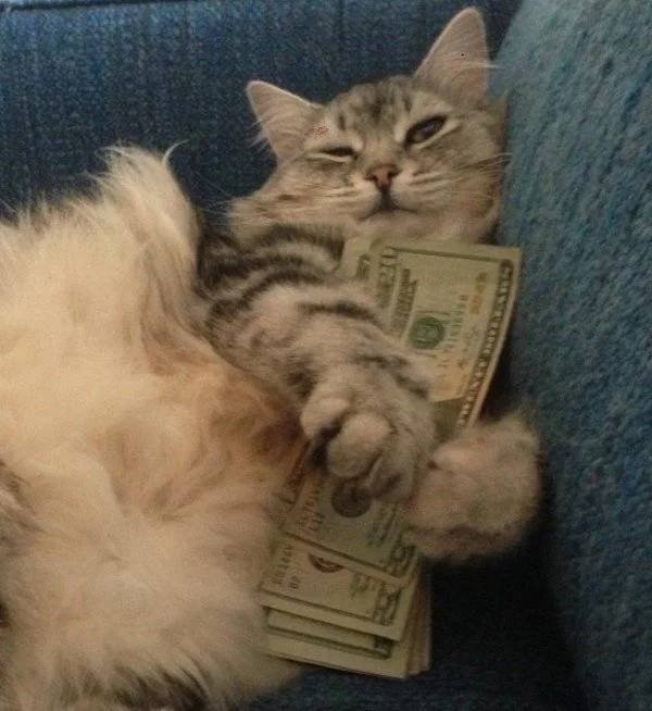 Котейка доллар бережет | Пикабу