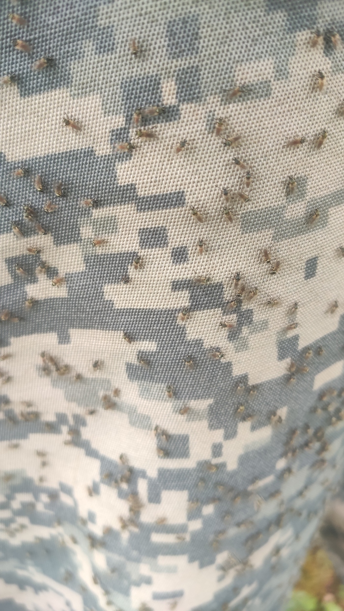 На волне работяг Работа, Комары, Мошки, Геодезист, Длиннопост, Волна постов, После работы