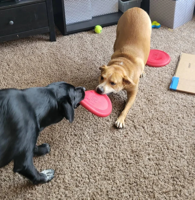 'Купил два фрисби, чтобы они не дрались'