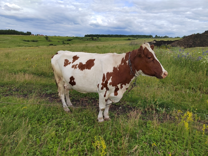 Водитель вилочного погрузчика! ( основная работа) | Пикабу