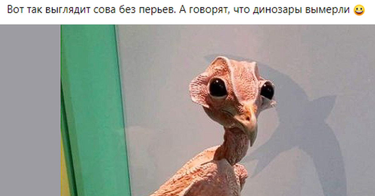 Сова без перьев фото как выглядит