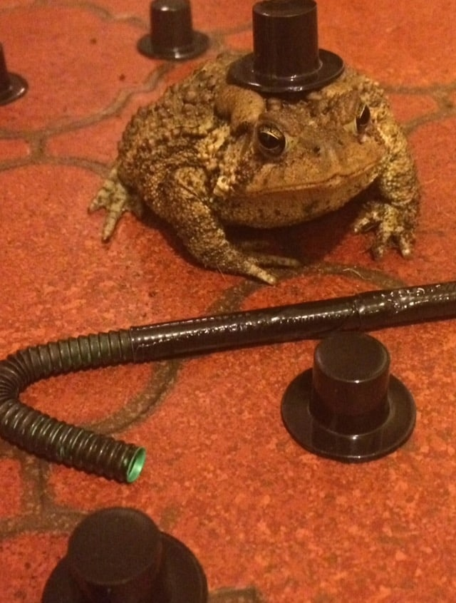 Джентлежаба поздравляет чуваков со средой