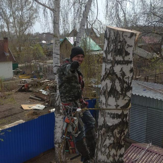 Привет от арбористов НСК (на волне)