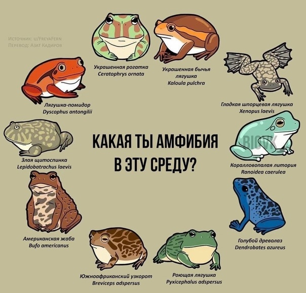 Со средой чуваки! | Пикабу