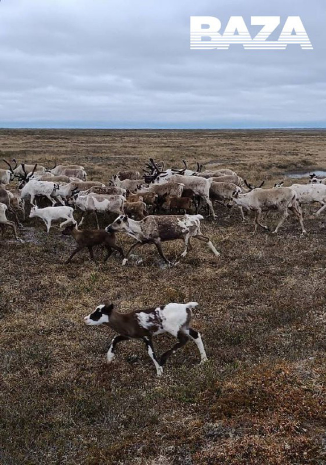 Собака «усыновила» детеныша северного оленя в российской Арктике | Пикабу