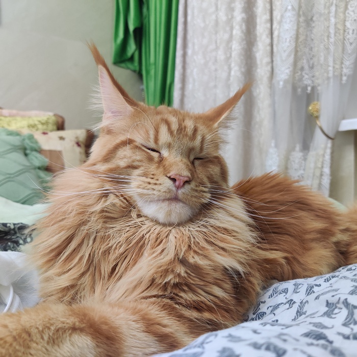 � ������ ��� ������. ����������� - ����. ������ ����. ����