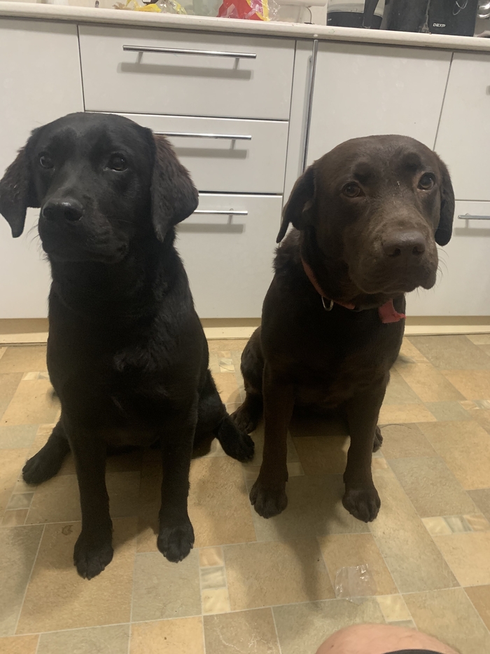 Я в бане теневом не пойму за что. 10 лет коту на сметану, теперь могу постить что хочу!! Вот Лабрик!