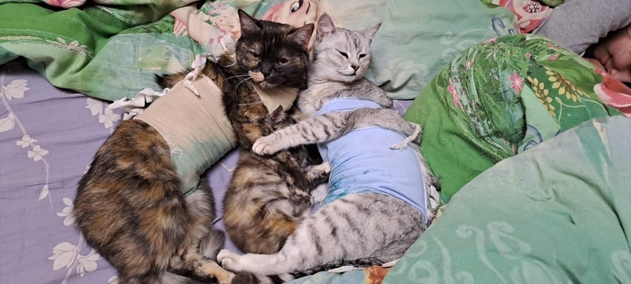 Все равно меня ни кто не видит вот кошачие