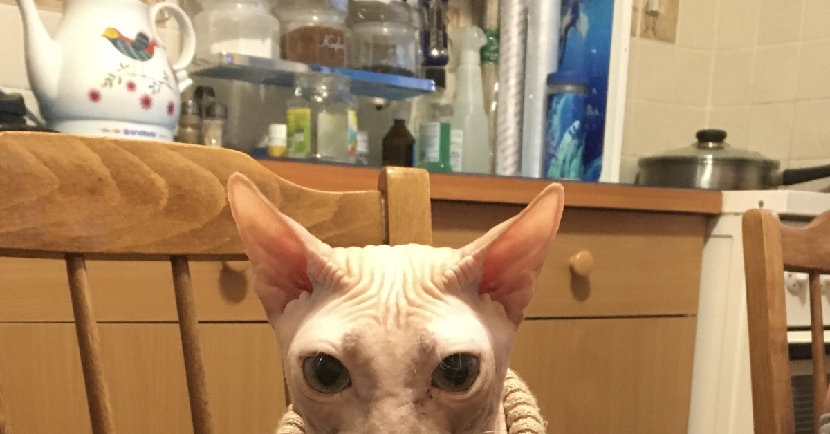 Котя в кофте | Пикабу